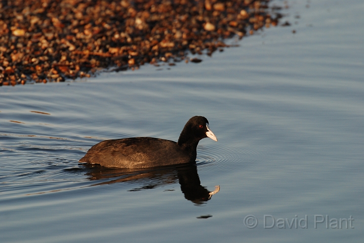 Coot - F.JPG - Coot in morning sun - Norfolk
